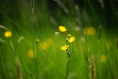 2018-05-06_011_Butterblume im Biotop_WP